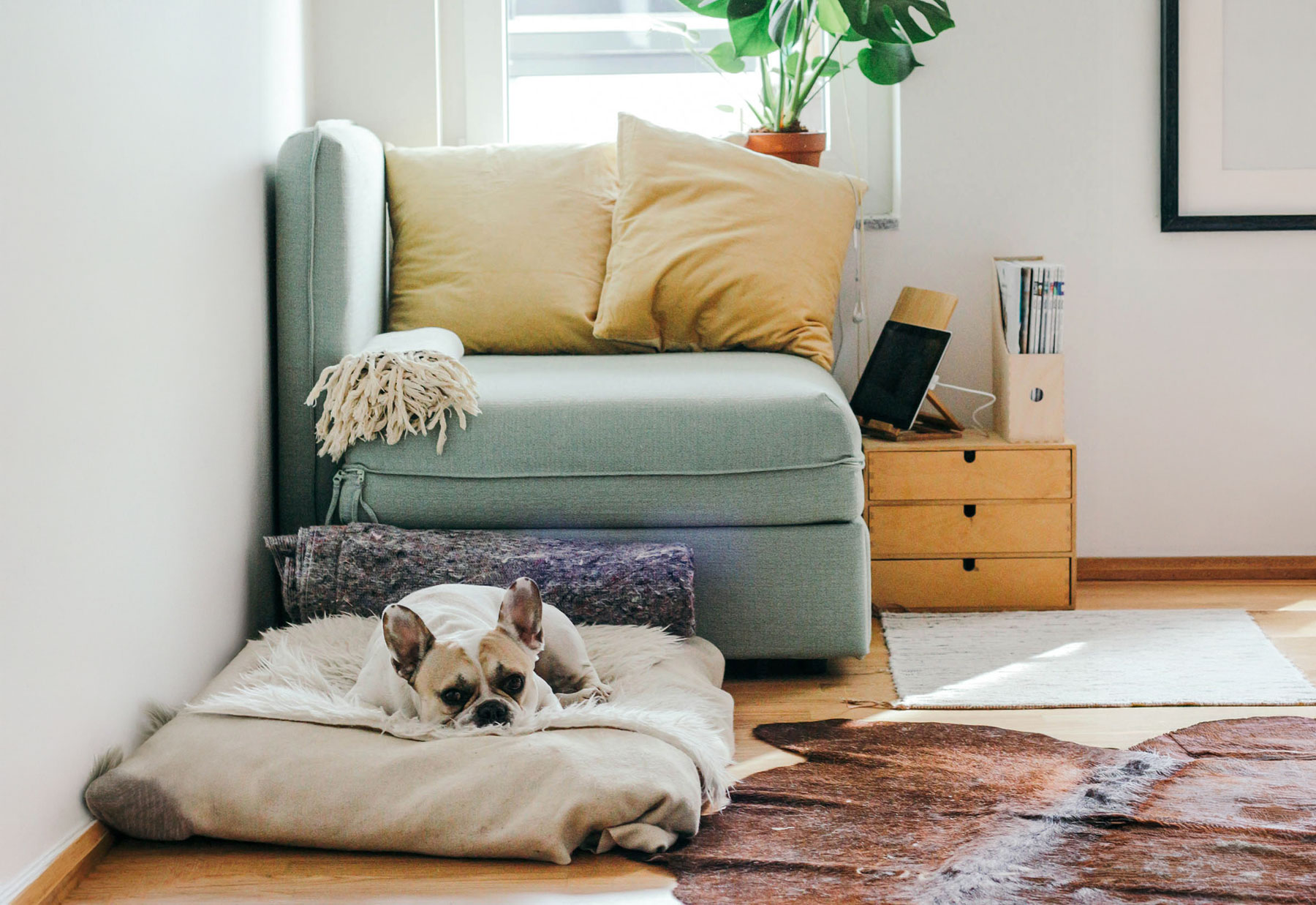 dog sitting in dog bed in luxury apartment